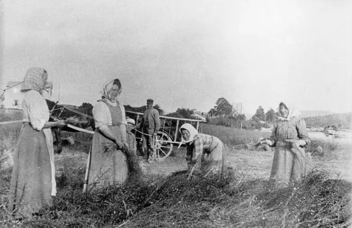 Kvinnor som arbetar med hö på en åker. foto i svartvitt