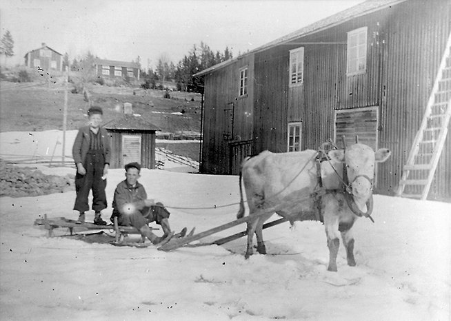 Svartvit foto på en tjur som har en kälke efter sig. På kälken står två yngre män. Det är snö på marken och en ladugård syns i bakom dem.